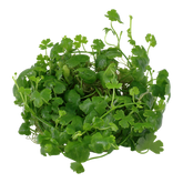 039B TC Japanese coriander Hydrocotyle tripartita